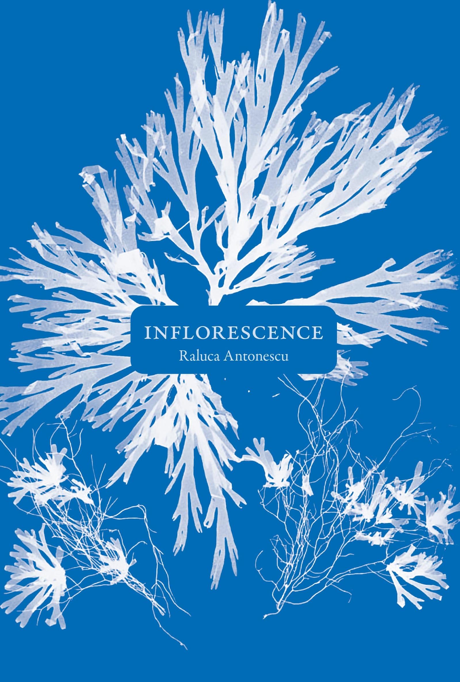 Raluca Antonescu, « Inflorescence », La Baconnière (2021).